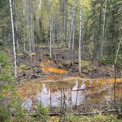 Metsässä oja, jossa kaivoksen jätealtaasta vuotanutta jätevettä.
