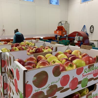 Rödgröna äpplen i lådor, i bakgrunden en sorteringsmaskin.