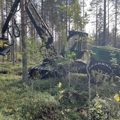 Metsäkone mäntymetsässä