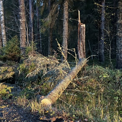Puu kaatunut sähkölinjalle Pohjois-Savossa Lapinlahdella 12.10.2023. Toinen sähkölinja poikki, kaapeli maassa. Kaatunut puu nojaa ilmassa olevaan sähkökaapeliin. 