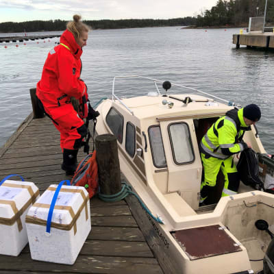 Meribiologi Jasmin Inkinen ja kenttämestari Petri Kinnunen Nauvon satamassa tuomassa näytteitä mereltä. 