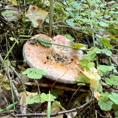 Haperosieni metsässä.