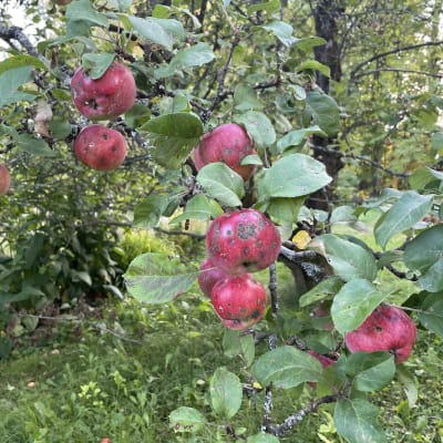 Omenapuita puutarhassa. Monissa omenoissa rupitautia. 