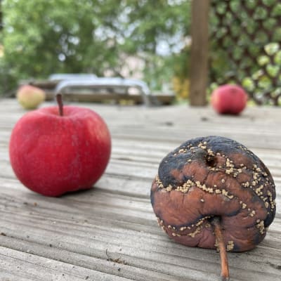 Omenoita vaivaa tänä syksynä muumiotaudin lisäksi moni muukin kasvitauti.