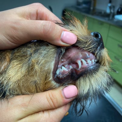 Eläinlääkäri (ei näy kuvassa) levittää koiran huulia, jolloin koiran valkoiset hampaat näkyvät hyvin. 
