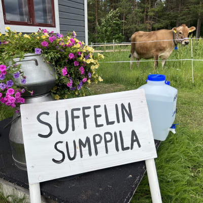 Navettakahvila Suffelin Sumppila kyltti, Suffeli -lehmä seisoo kyltin takana