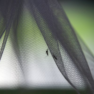 En mygga och ett malarianät. Myggan är steriliserad och ska släppas ut inom ramen för forskning i Thailand.