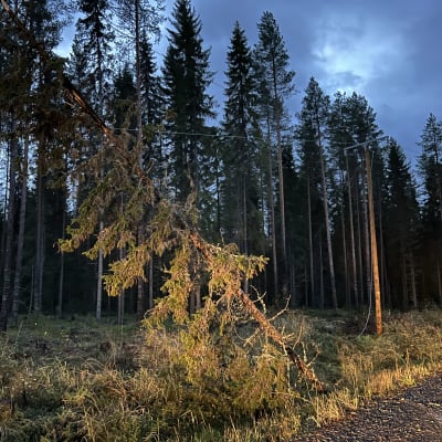 Puu kaatunut sähkölinjalle Pohjois-Savossa Lapinlahdella 12.10.2023. Toinen sähkölinja poikki, kaapeli maassa. Kaatunut puu nojaa ilmassa olevaan sähkökaapeliin. 