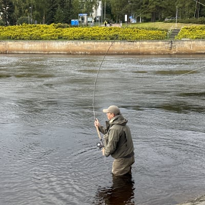 Perhokalastaja Jarmo Leinonen kalastaa Oulun Tuiran Merikoskella 30.8.2023