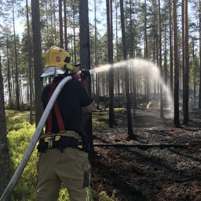 Palomies ruiskuttaa vettä palaneeseen metsään. 