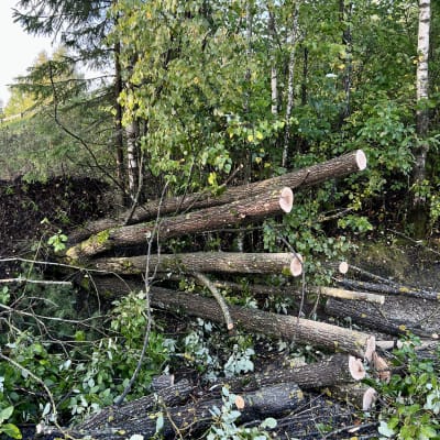 Juurineen kaatunut puu, joka on sahattu pelastuslaitoksen toimesta poikki.