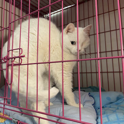 En vit katt med kurad rygg och ett öga bortopererad i en rosa kattbur.