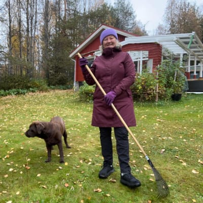 Anne Kalander haravoi pihaa mökillään Pudasjärvellä. Seurassa labradorinnoutaja Ilona.