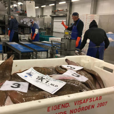 Från hamnen i den Helder förs fisken till den närliggande fiskgrossisten. I förgrunden fiskar som är sorterade i lådor. I bakgrunden anställda som sorterar fisk.