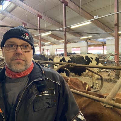 Maatalousyrittäjä Janne Puttonen vakavan näköisenä kuvattuna navetassa. 