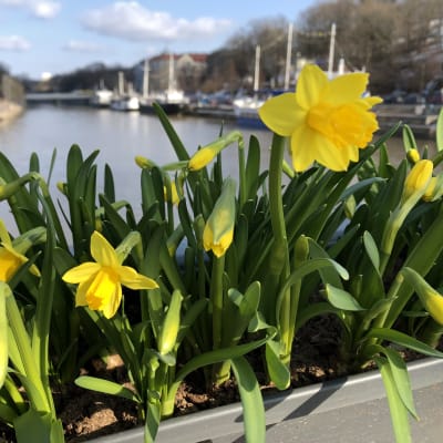Narsisseja kukkalaatikossa Turun Teatterisillan kaiteessa, taustalla näkyy jokilaivoja.