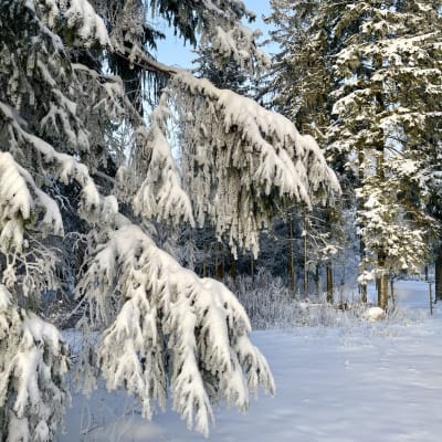 Kuusen alaoksia, jotka ovat kokonaan paksun lumikerroksen peitossa. Taustalla näkyy lumisia puita.  