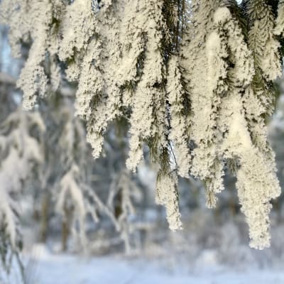 Luminen kuusenoksa roikkuu kuvan yläreunassa. Taustalla metsää ja muita lumisia puita. 