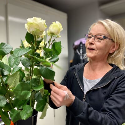 Kukkauppias Pia Tinnilä katselee valkoista ruusukimppua edessään maljakossa.