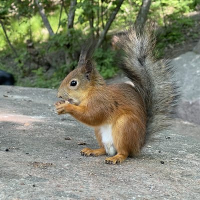 Orava syö kiven päällä leivänmurua.