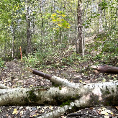 Lähikuvassa on metsä, jossa on polkuja ja puunrunko kaatuneena maassa. 