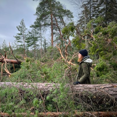Aino Juvonen kaadettujen puiden keskellä Stansvikinkallion metsässä.