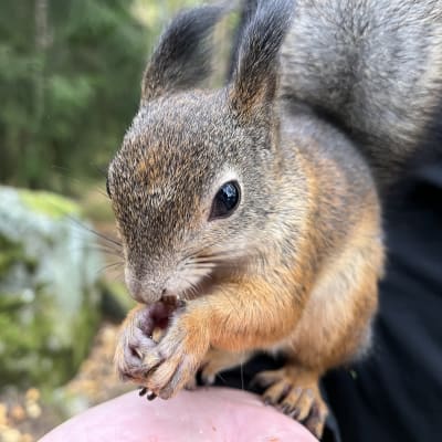 Orava syö pähkinää ja istuu ihmisen käsivarrella. 