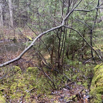 Tiheää metsikköä, etualalla kaatunut tummarunkoinen hennohkolehtipuu, sammalta ja taustalla vettä ojassa.