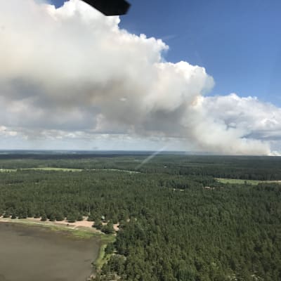 Stor rökpelare stiger upp i skogen.
