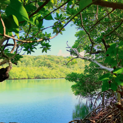 Mangroveskogar vid kusten i södra Martinique.