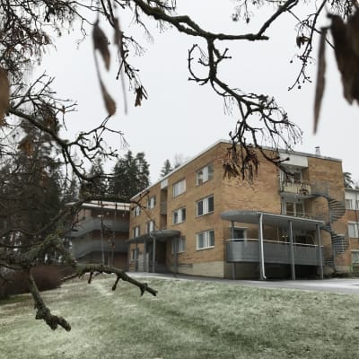 ikipihlaja