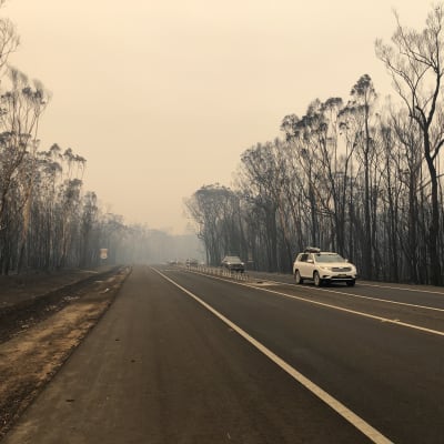 Ödelagd skog vid sidan av en landsväg i Victoria, Australien. 