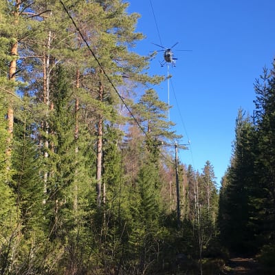 En helikopter röjer träd och grenar längs en ellinje i Vasa skärgård.
