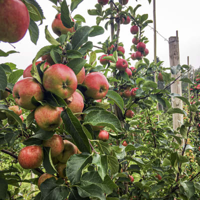 Ljust röda äpplen på äppelträd.