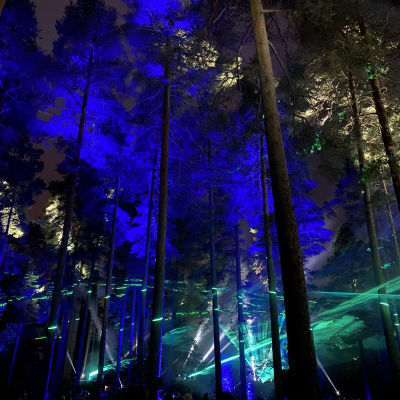 Valoja ja varjoja Ahveniston metsässä Sibelius-Fantasiassa