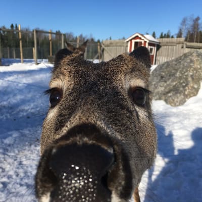 Vitsvanshjort med huvudet i närbild.