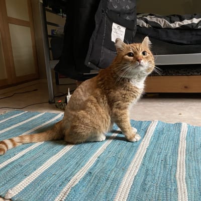 Oranssi, valkorintainen kissa sivulta kuvattuna. Istuu makuuhuonene lattialla sängyn vieressä. 