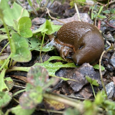 Mördarsnigel