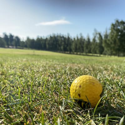 Närbild på en gul golfboll på gräsmatta.