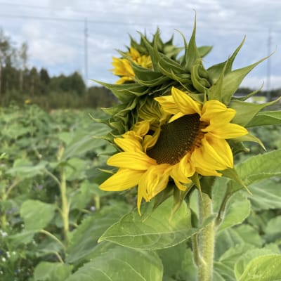 Maisemapelto Kotkassa Jumalniemessä