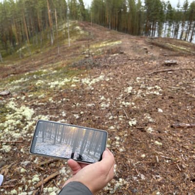 Metsähallituksen Antti Saari esittelee kuvia jotka on otettu ennen hakkuuta.