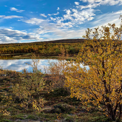 Fjällandskap i höstfärger. I förgrunden en björk med brandgula löv, i bakgrunden speglar sjöns yta en blå himmel. Bakom sjön reser sig ett lågt fjäll.