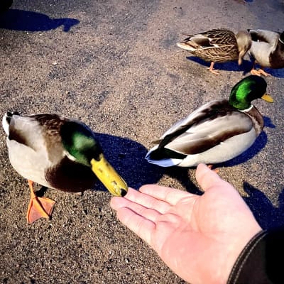 Sinisorsa syö henkilön kädestä