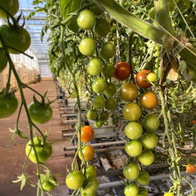 Ännu gröna tomater som mognar i ett växthus.