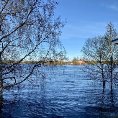 Tulvavesi lähellä Kotisaarta keväällä 2020. 