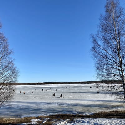 Pilkkijöitä kevätjäällä Rovaniemen Jyrhämänrannassa. 