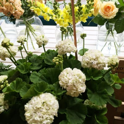 Blommor i fönstret på en blomsterhandel.