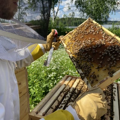 Mehiläiset ovat jo alkukesästä olleet ahkerina. Anssi Hiekkalan pesiin on kertynyt alkukesän hunajasatoa.