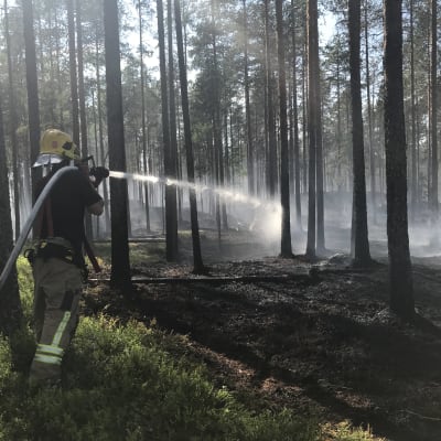 En brandman sprutar vatten i en skog i Parkano där det brinner. 