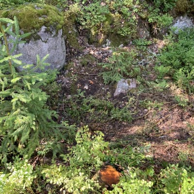 Metsän maaperää, jossa kasvaa mustikanvarpuja ja pieni kuusi. Kuvassa näkyy myös muutama kivi sekä kaadetun koivun kanto.